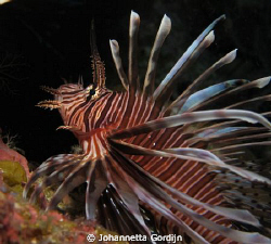 Lionfish increasing again... by Johannetta Gordijn 
